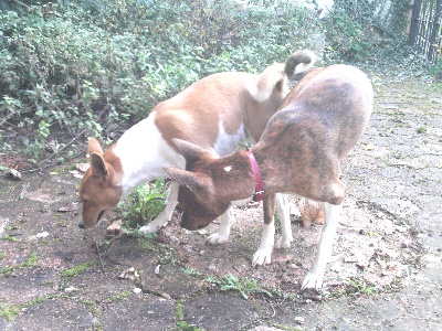 Doggenhagen - 2 SAILLIES DE THOT