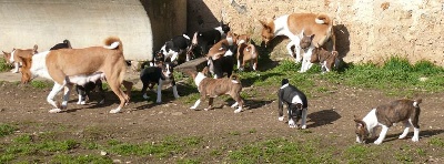 Doggenhagen - les chiots de THOT avec BAYENGA et ETHIOPYA (TOPY)
