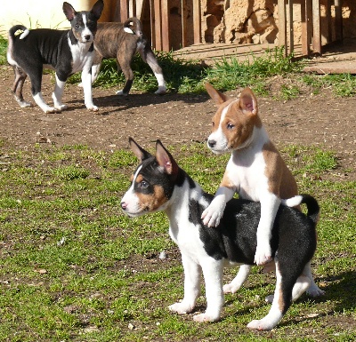 Doggenhagen - Chiots de THOT avec BAYENGA et ETHIOPYA (TOPY)