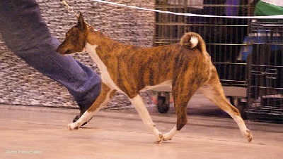 Doggenhagen - DREUX Spéciale Basenji